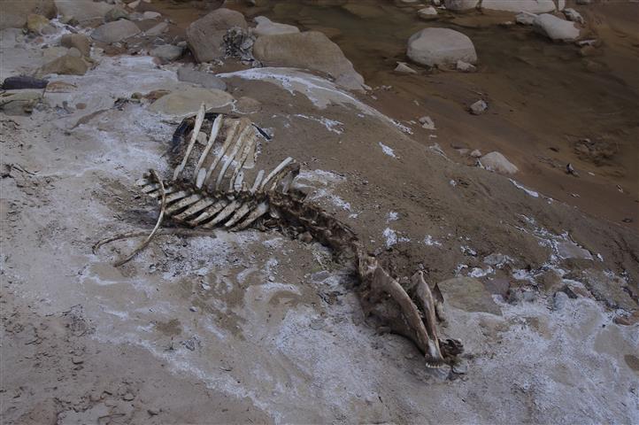 Elk skeleton in the river